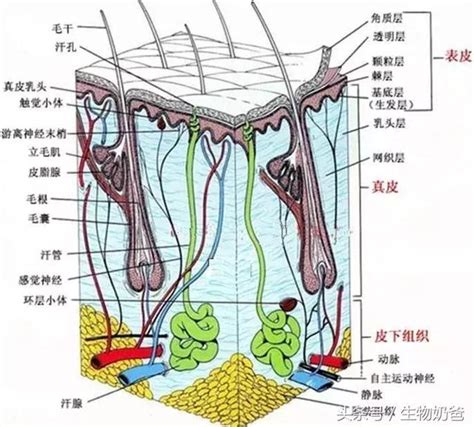 身體皮膚|皮膚構造介紹 